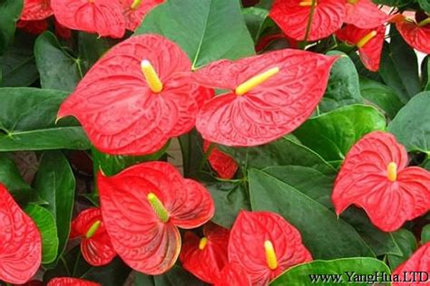 紅掌花藝|紅掌怎麼養？牢記3個養護技巧，葉子大又綠，花開不停歇